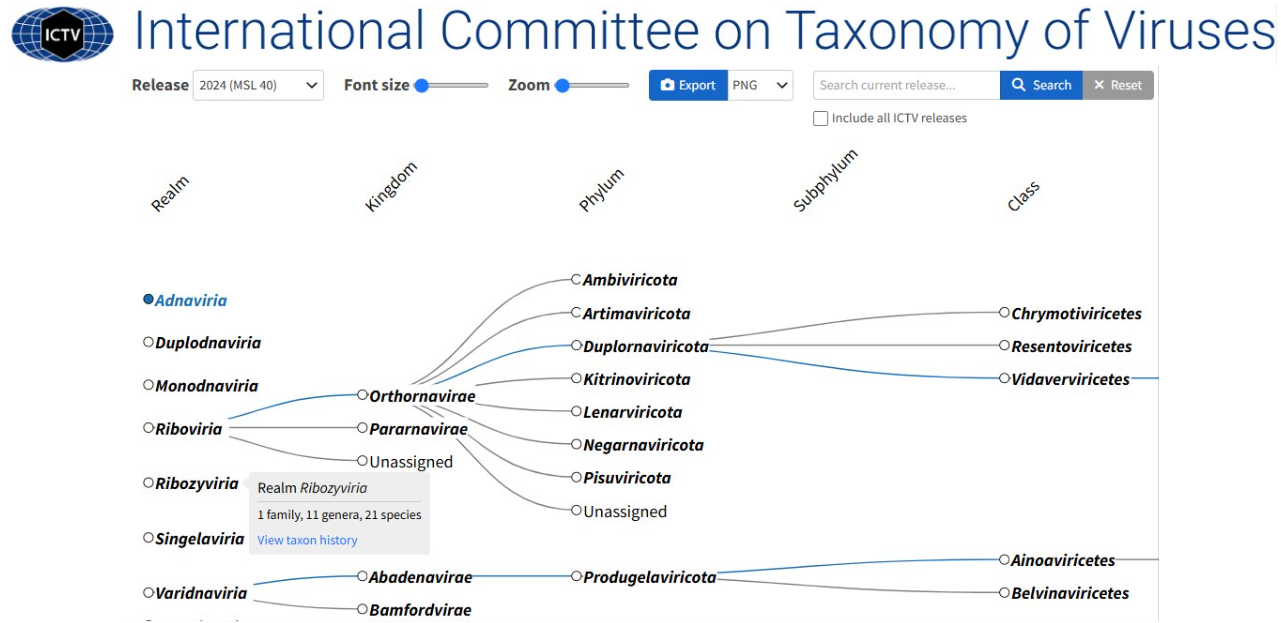 Scalable, interactive and hierarchical visualization of virus taxonomic data